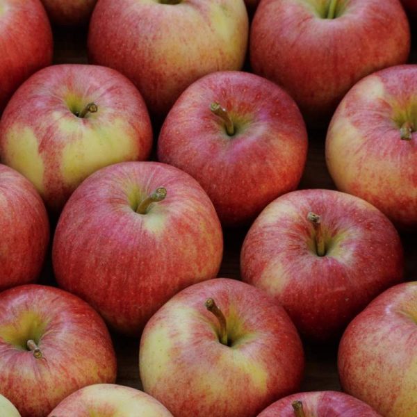 gaja apples