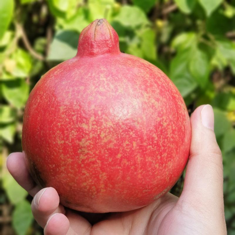 Red Anaar Export Quality - Pomegranate Red-Anaar-Export-Quality-Pomegranate